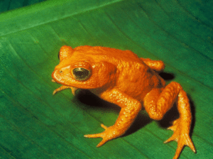 sapo dorado extinto